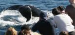 Whale-Watching-Gold-Coast-Whales-In-Paradise-Surfers-Paradise